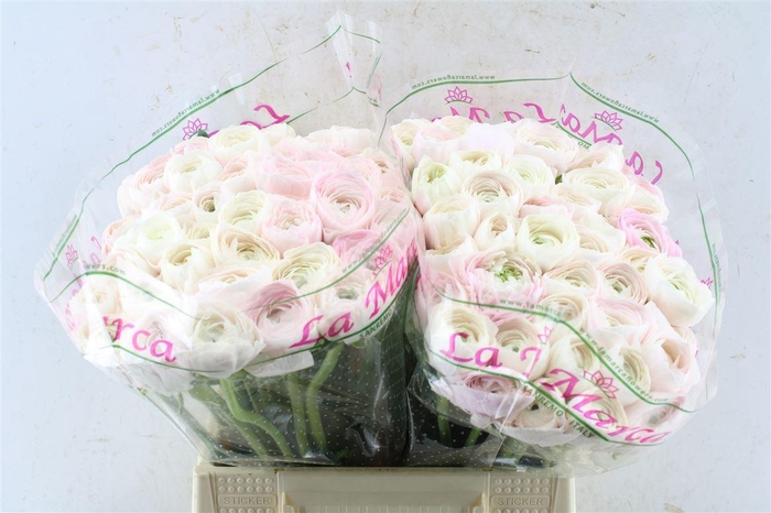 <h4>Ran Kloon Prima Hanoi</h4>