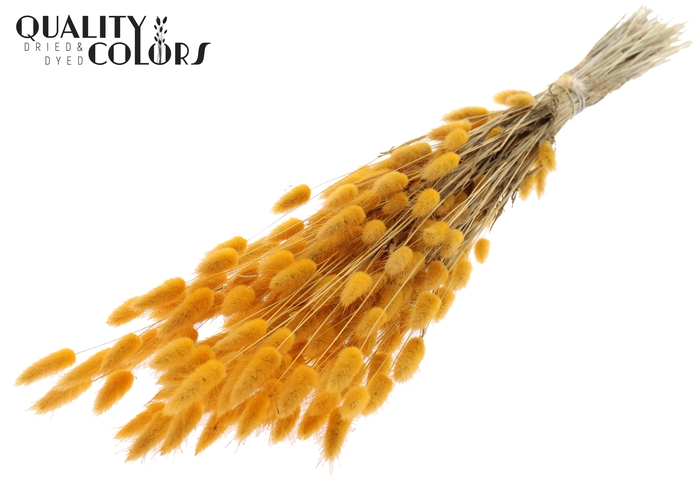 Lagurus per bunch Apricot