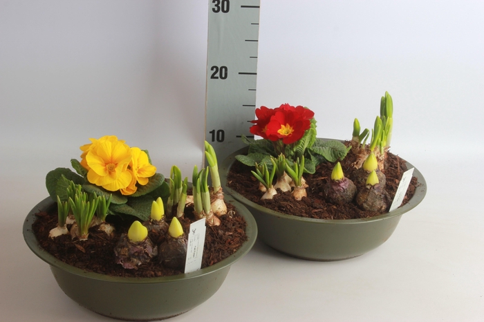 <h4>ARR BOL KNOLGEWAS</h4>