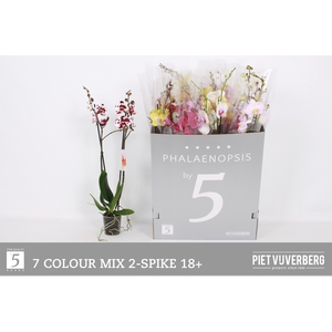 PHAL GEM 7 KL