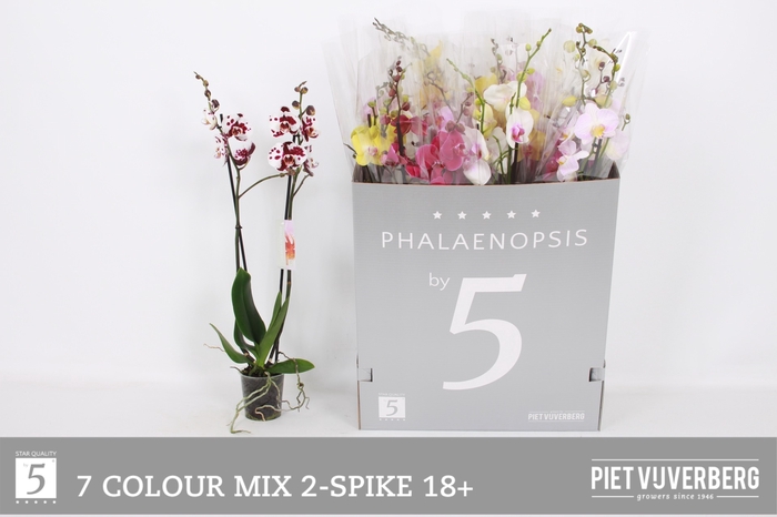 <h4>PHAL GEM 7 KL</h4>