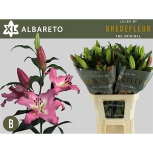Li Ot Albareto