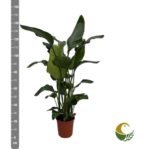 STRELITZIA NICOLAI
