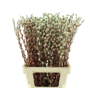 Salix Snow Flake Klb Bubblicoius