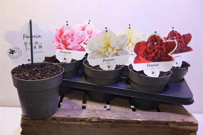 <h4>Paeonia L Gem</h4>