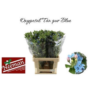 OXY CO TAN PURE BLU