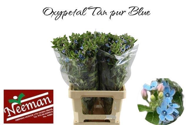 Oxy Co Tan Pure Blu