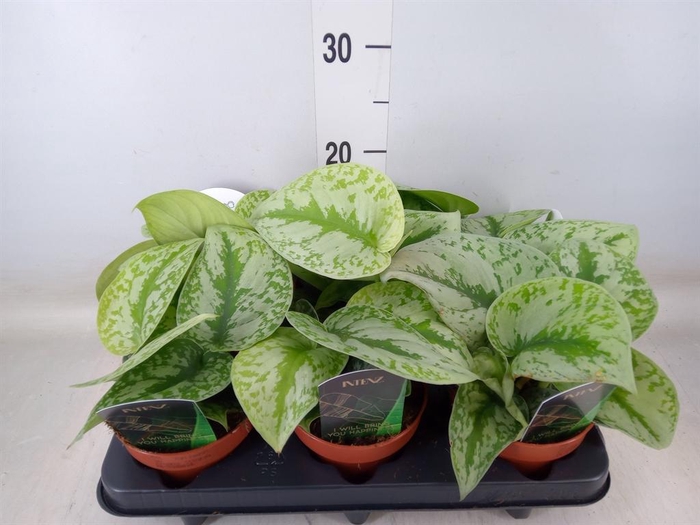 <h4>Scindapsus pictus 'Trebie'</h4>