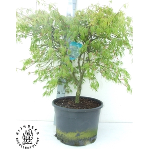 ACER PALM DISSECTUM