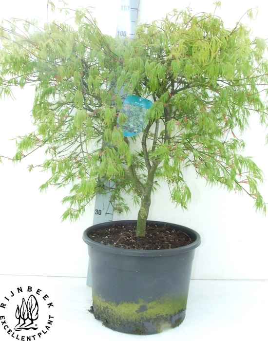 <h4>ACER PALM DISSECTUM</h4>