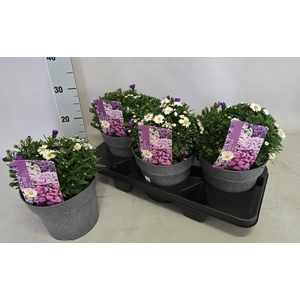 ASTER D ALPHA PINK