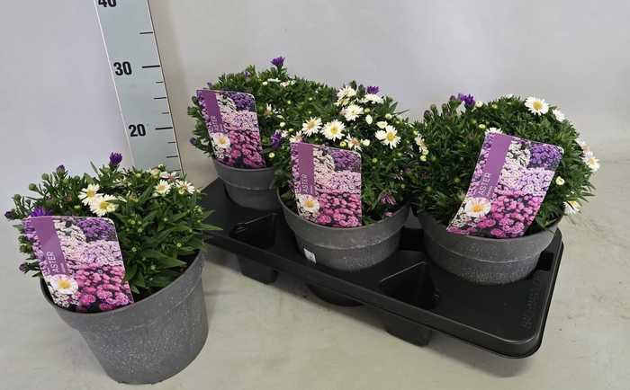 <h4>ASTER D ALPHA PINK</h4>