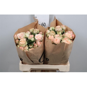 R Tr Gentle Trendsetter