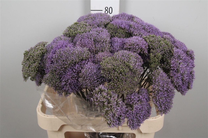 <h4>Trach Blue Shine</h4>