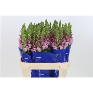 Antir Op Lavender