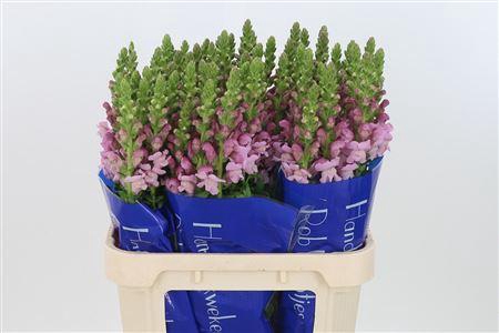 <h4>Antir Op Lavender</h4>