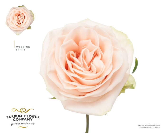 <h4>Rosa Garden Wedding Spirit</h4>