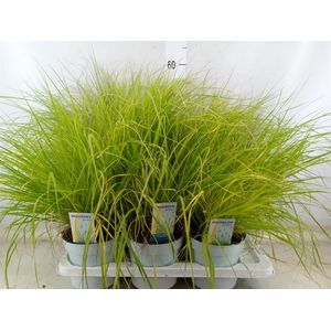 Pennisetum alopec. 'Hameln Gold'