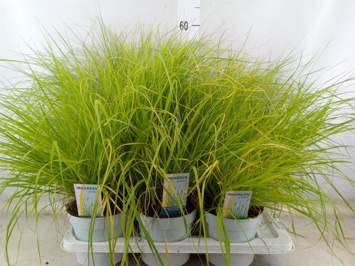 <h4>Pennisetum alopec. 'Hameln Gold'</h4>