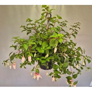 Hangpotten 27 waterreservoir Fuchsia Happy Weddingday
