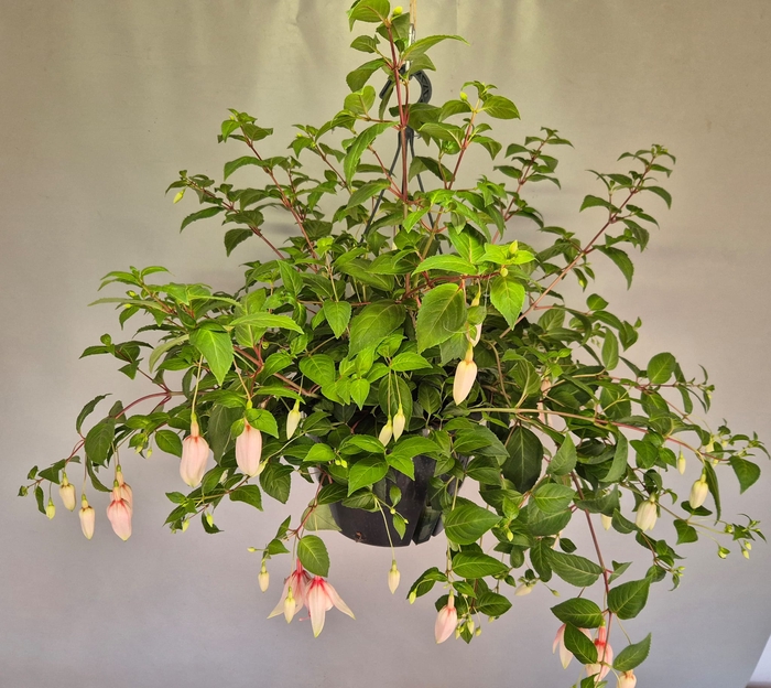 <h4>Hangpotten 27 waterreservoir Fuchsia Happy Weddingday</h4>