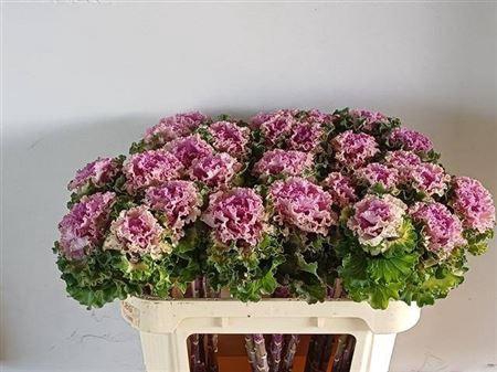 <h4>BRASS CRANE RU ROSE</h4>