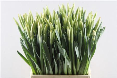 <h4>Narc G Wedding Bell</h4>