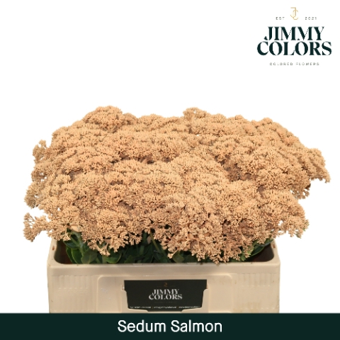 Sedum L55 Klbh. Zalm