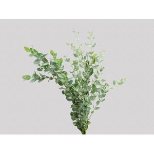 FOLHAGEM EUCAFLOR MINI