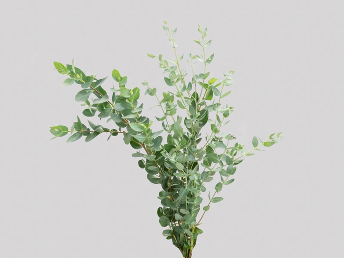 <h4>FOLHAGEM EUCAFLOR MINI</h4>