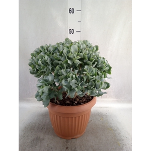 Crassula arborescens subsp. undilat