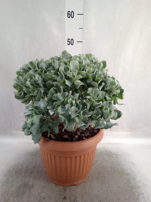 <h4>Crassula arborescens subsp. undilat</h4>