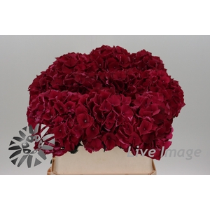 Hydrangea mag ruby red