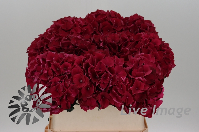 <h4>Hydrangea mag ruby red</h4>