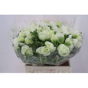 Anem Mistral Super White