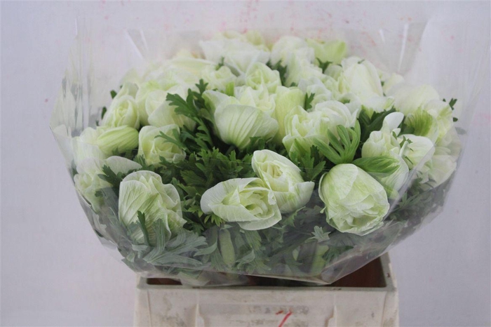 <h4>Anem Mistral Super White</h4>