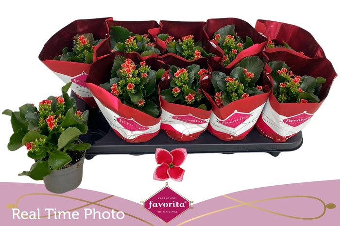 <h4>KAL EN SP FOGO</h4>