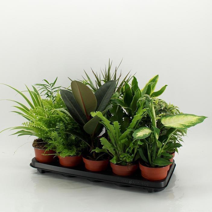 <h4>Ov Kamerplanten Gemengd</h4>