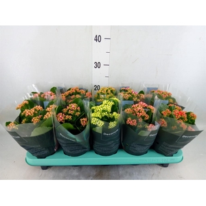 Kalanchoe blos. 'Serenity'   ...mix