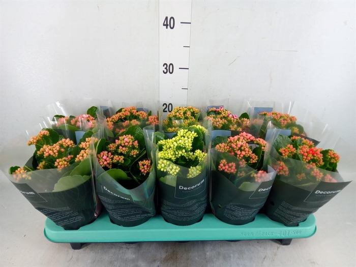 <h4>Kalanchoe blos. 'Serenity'   ...mix</h4>