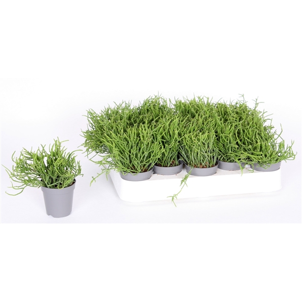<h4>Rhipsalis cassutha 5,5 cm</h4>