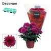 Chrysanne® Grandezza Purple