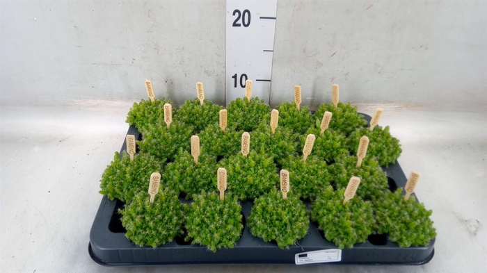 <h4>Hylocereus undatus</h4>