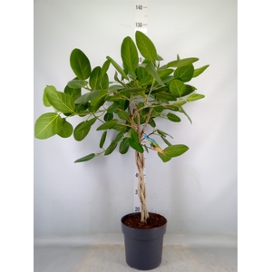 Ficus benghalensis