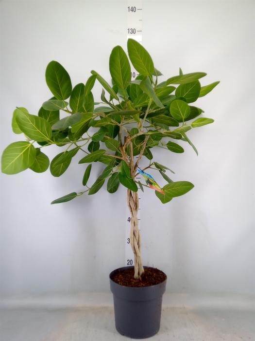 <h4>Ficus benghalensis</h4>