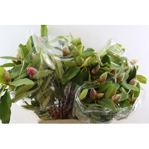 Rhodo Cerise 70cm P Bunch