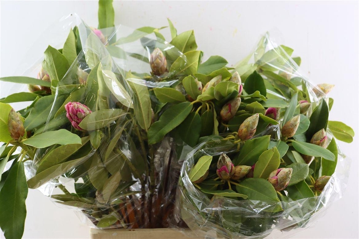 <h4>Rhodo Cerise 70cm P Bunch</h4>