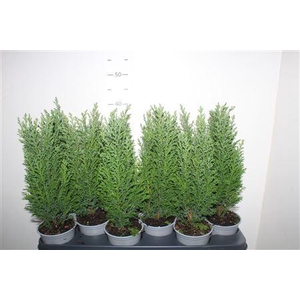 Chamaecyparis Lawsoniana 'ellwoodii'