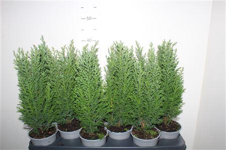 <h4>Chamaecyparis Lawsoniana 'ellwoodii'</h4>