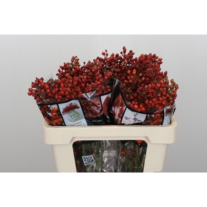 Rozenbottel Autumn Rosefruits